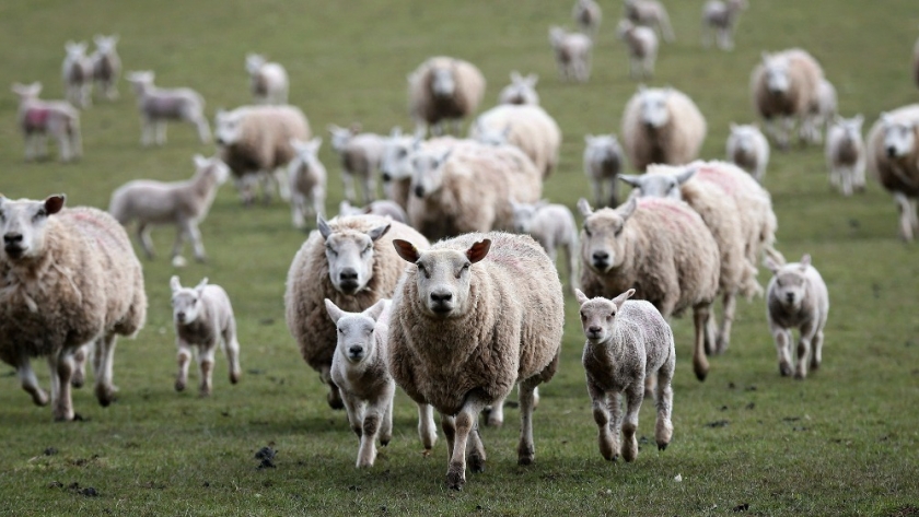 Alerta en la Patagonia: la crisis de la ganadería ovina por el avance de los depredadores