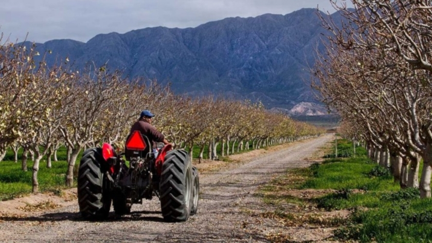 Pistachos: el oro verde sanjuanino vuelve a llamar inversores