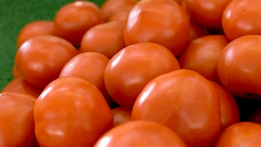 La bola de cristal de los tomates revela secretos evolutivos