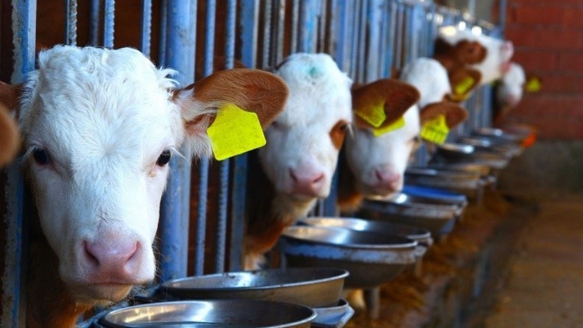 Agregar costos climáticos a la etiqueta de precio: los investigadores calculan el costo real de la carne, la leche y los alimentos de origen vegetal