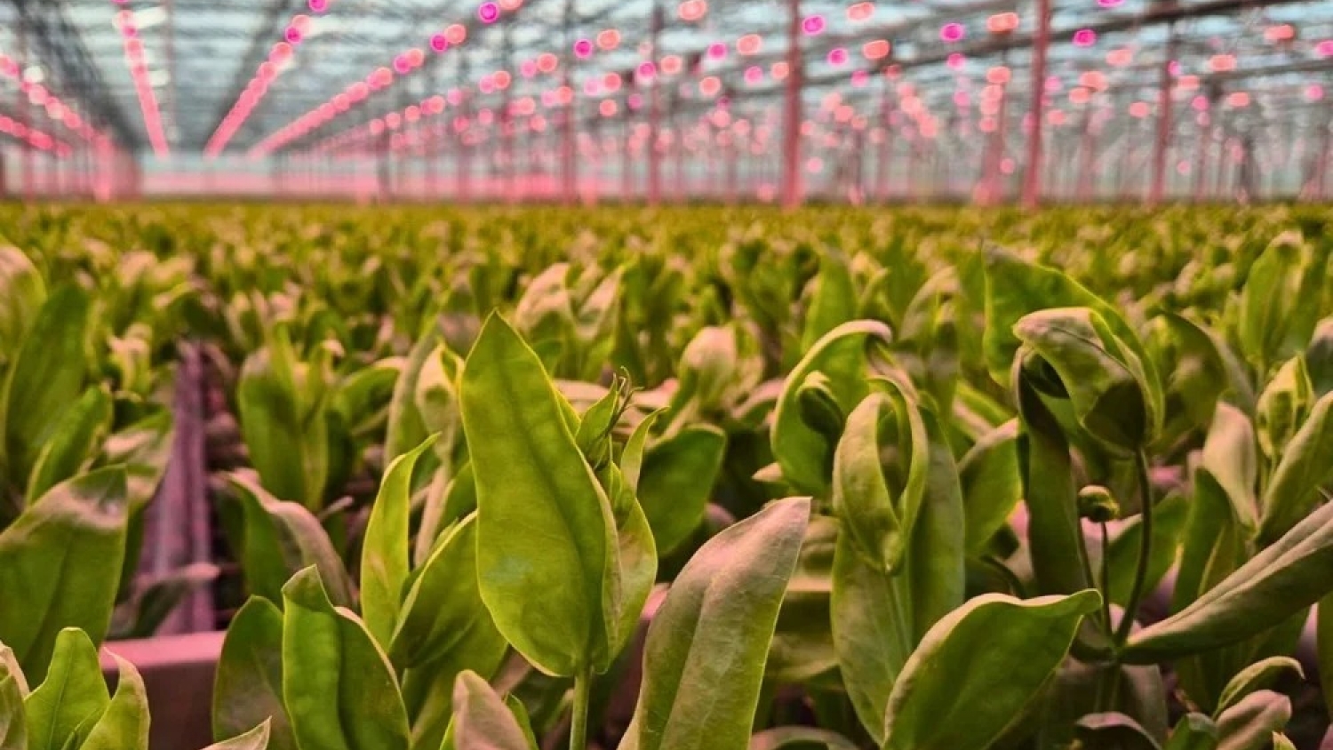 Bell Ville Florece avanza hacia su etapa productiva
