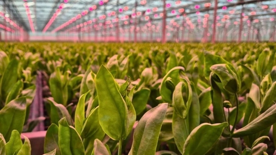 Bell Ville Florece avanza hacia su etapa productiva