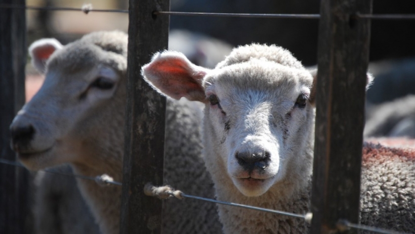 El INTA apuesta a mejorar la producción de carnes en la Patagonia