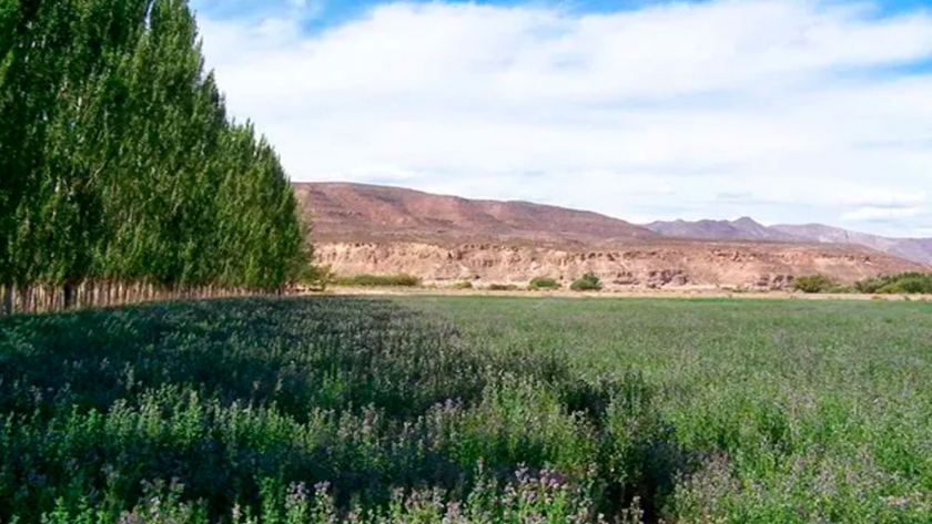 Mendoza, ¿tierra del buen megafardo?