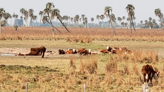 Agricultura declara la emergencia y/o desastre agropecuario en Corrientes por sequía