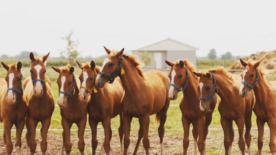Se desarrolla la primera semana internacional del caballo argentino