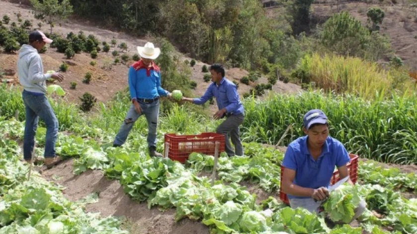 El Niño agudiza la crisis en la agricultura Colombiana: Aumenta el riesgo de inflación en alimentos