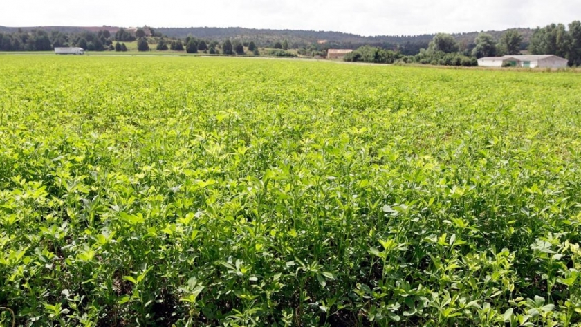 EEUU: la biotecnología con alfalfa ofrece grandes resultados