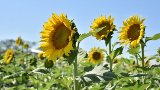 Girasol argentino: una oportunidad estratégica ante la crisis geopolítica y la demanda global de aceites