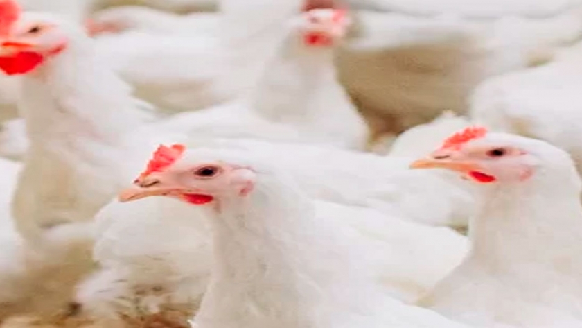 Producción de carne de ave continúa creciendo en Argentina en 2020