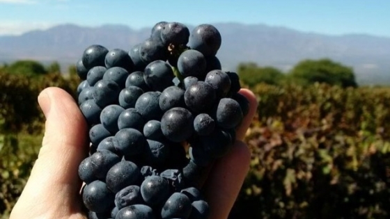 Malbec, símbolo argentino: crece su peso en producción, consumo y exportaciones