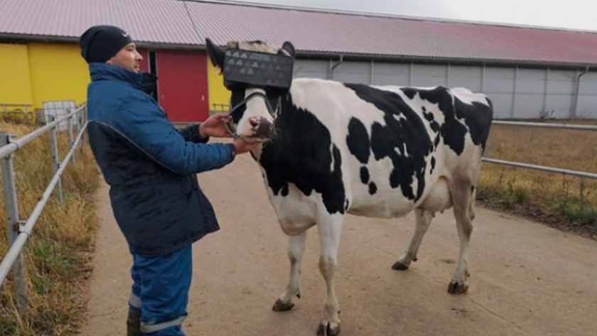 En un tambo le ponen anteojos de Realidad Virtual a las vacas 