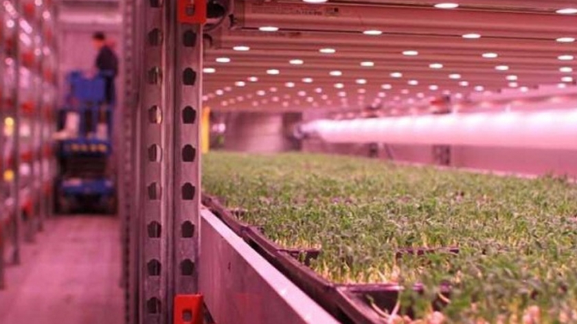 Brasil se entusiasma con la agricultura urbana
