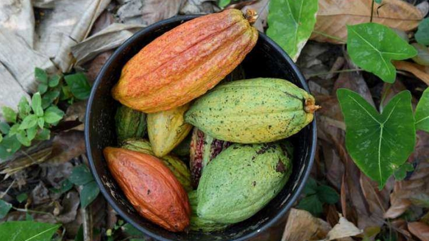 La creciente demanda de cacao sin deforestación podría no ayudar a los bosques colombianos