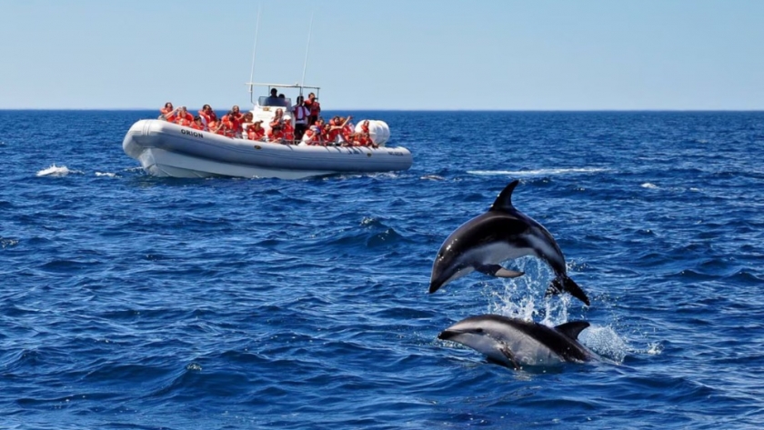Puerto Madryn en verano: naturaleza, aventura y fauna marina más allá de la temporada de ballenas