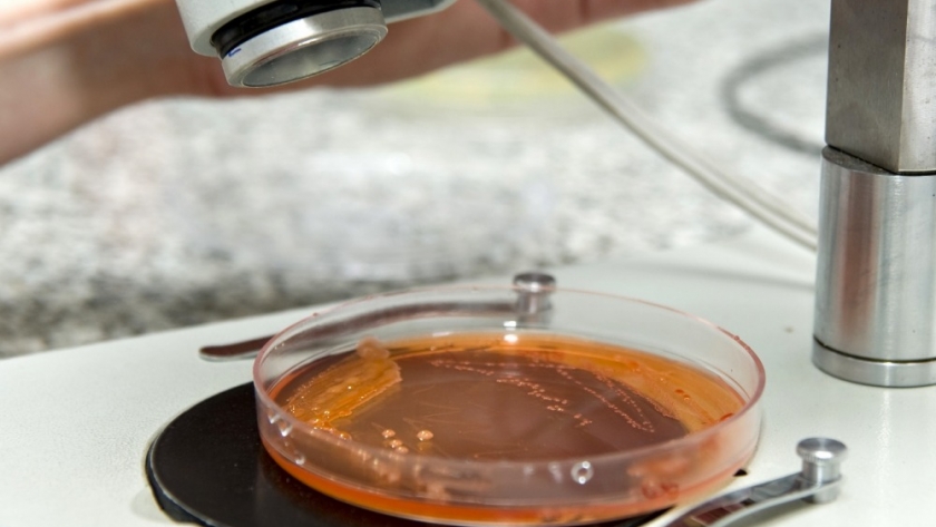 El Ministerio de Ciencia convoca a proyectos y emprendimientos científico-tecnológicos para participar del Programa Élitros
