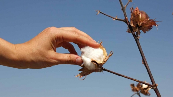 Dos empresas argentinas se unen para mejorar los rendimientos y la sostenibilidad del cultivo de algodón