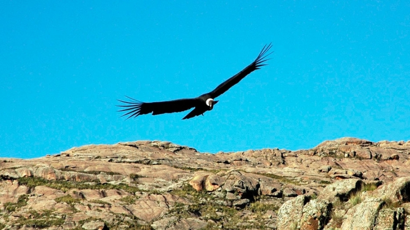 Quebrada del Condorito: un parque donde contemplar el majestuoso vuelo del cóndor 