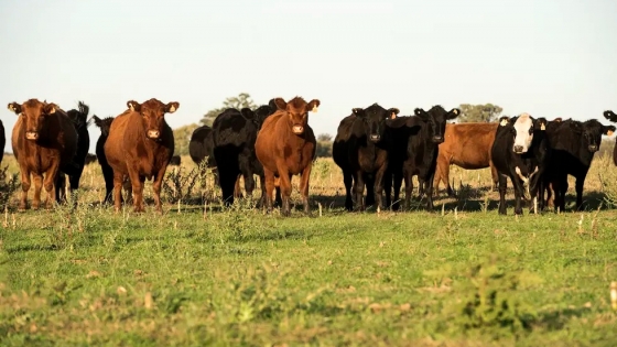 Compra y venta de campos: ¿Es un buen momento para una operación de este tipo?