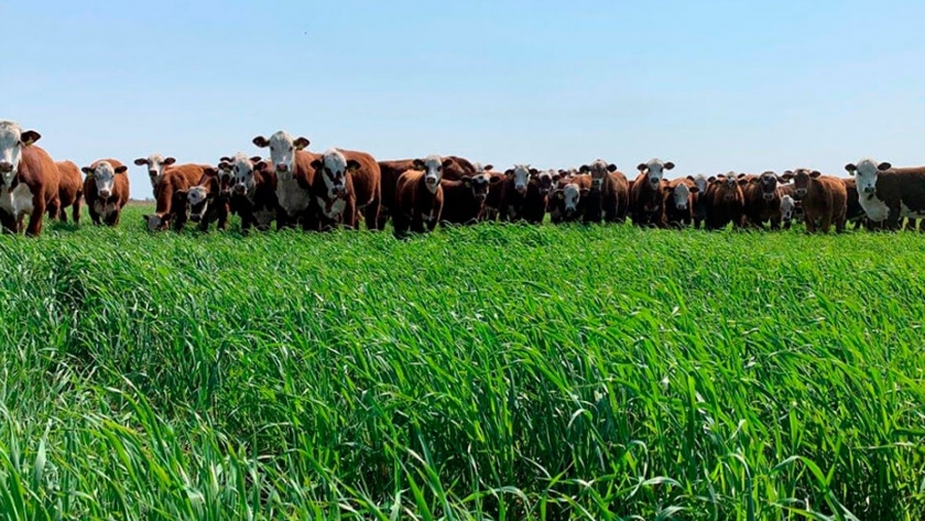 Recomiendan incorporar avenas para aumentar la producción de carne