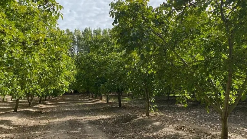 Fruticultura: más de mil millones para mitigar efectos del cambio climático