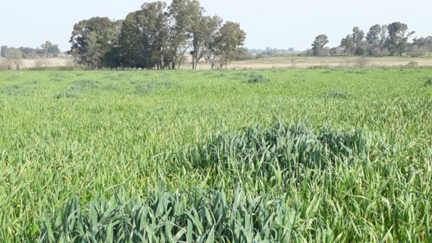 Producción forrajera de cultivares de avena con diferentes niveles de fertilización