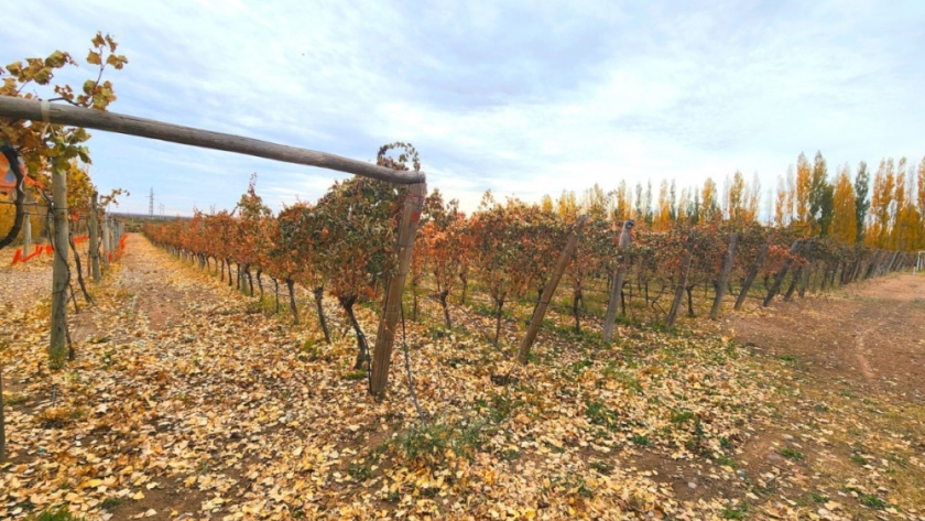 Una bodega artesanal se une a la ruta del vino en la puerta de la Patagonia
