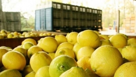 Primera exportación de limones frescos en buque bodega a los Estados Unidos