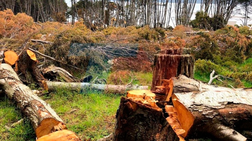 Las desforestaciones arrasaron con 2,8 millones de hectáreas de bosques nativos en 12 años