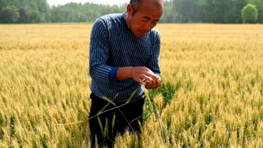 Un documento interno confirma que China apuesta a aumentar rendimientos de los cultivos en el período 2021-2025