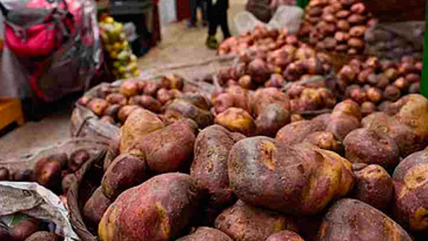 Papa criolla violeta tiene potencial antioxidante