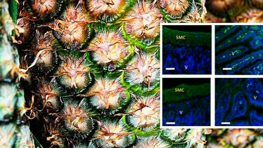 Desvelan el efecto analgésico de la bromelina del ananá