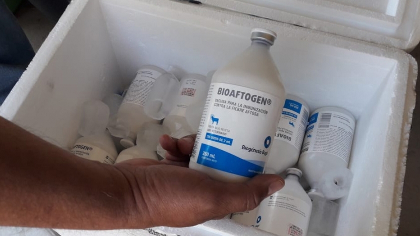Entrega gratuita de 5460 dosis de vacuna antiaftosa a pequeños productores de Chaco