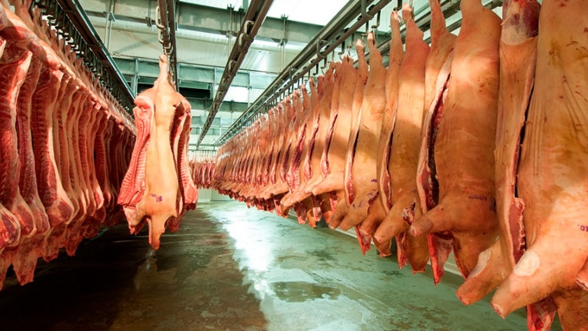 Advierten sobre inconvenientes para colocar la producción porcina por la caída en la demanda