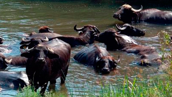 <El Búfalo de Agua: versátil, rústico y sostenible como productor de carne
