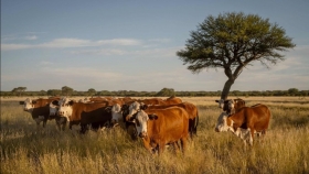 La Pampa lanzó créditos de hasta $200 millones para impulsar inversiones agropecuarias