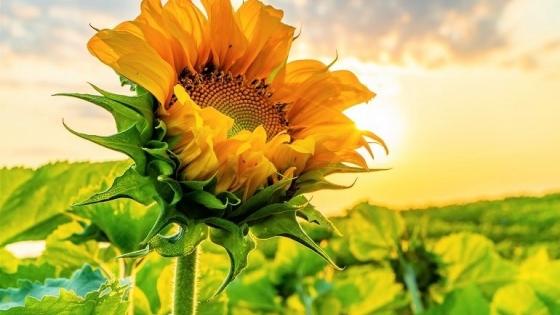 El girasol proyecta un crecimiento récord en 2025/26 y consolida su ventaja frente a otros cultivos