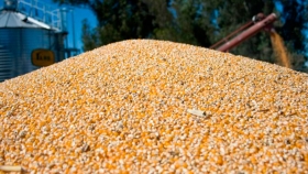 Argentina lograría su segunda mayor cosecha de maíz de su historia 