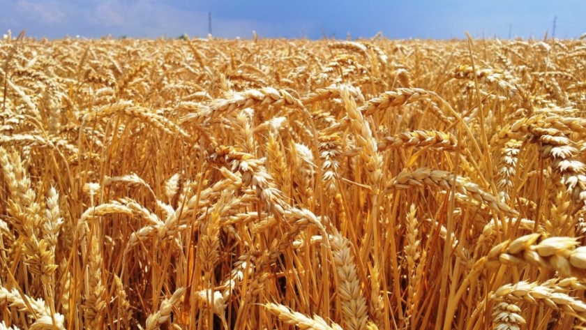 Resultados de la tecnología aplicada en el cultivo de trigo en la última campaña 2020/21