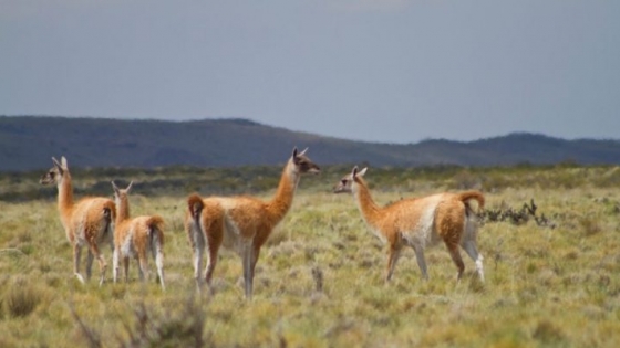 Científicos del CONICET brindan asistencia técnica para el aprovechamiento sustentable de la fibra de guanacos silvestres