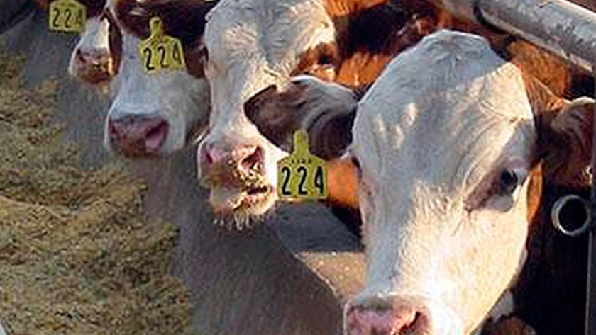 Feedlot sustentable en La Loma