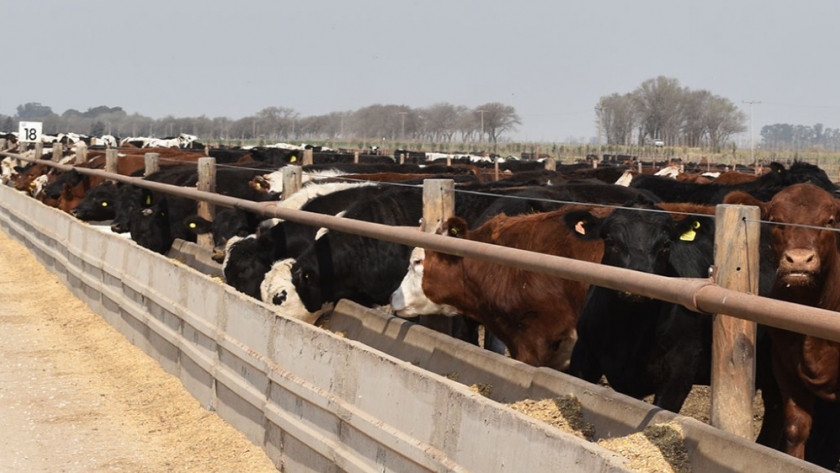 Eliminan la inscripción en el RUCA para productores que comercializan granos y derivados para consumo propio