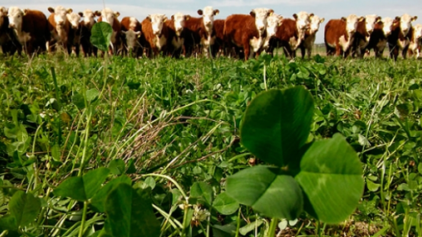 Las pasturas son la base de la ganadería