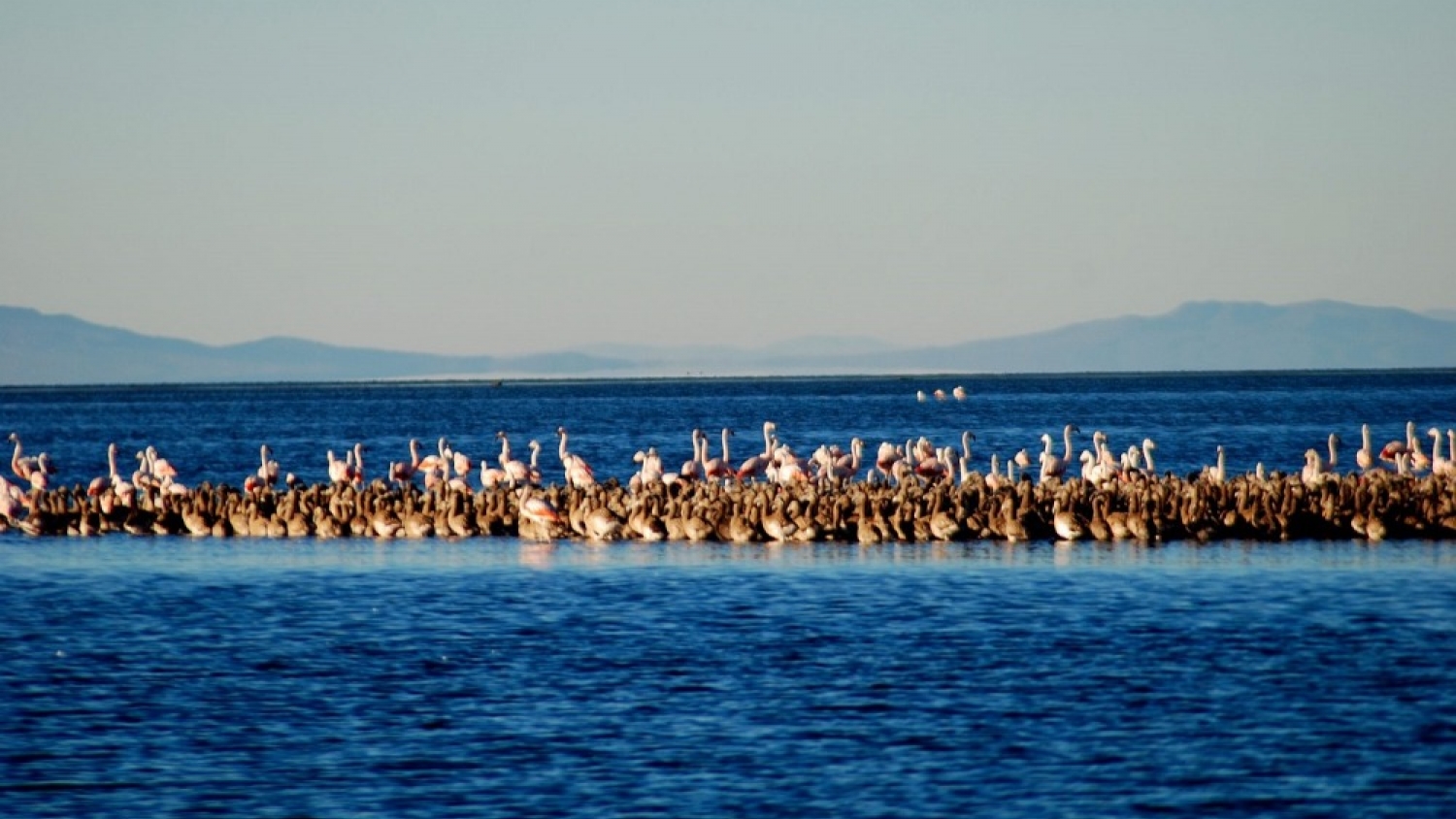 Llancanelo se consolida como humedal clave para aves migratorias y recibe aval internacional