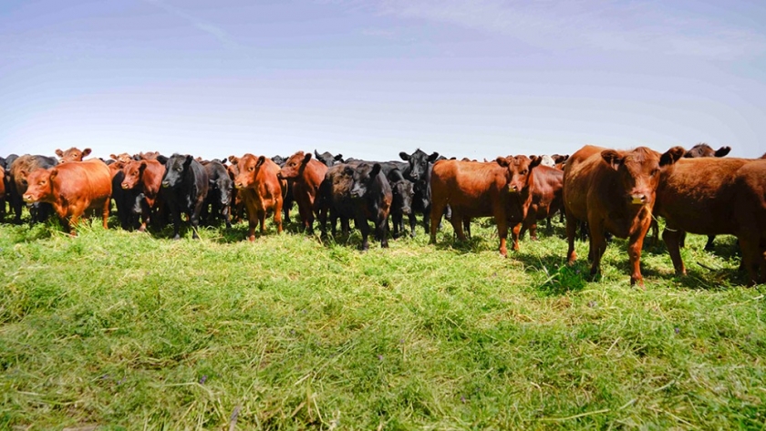 Posibles escenarios para la producción bovina 2024