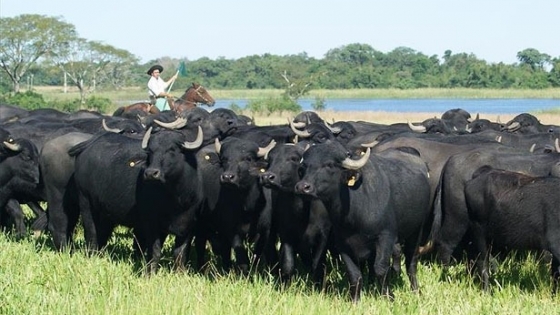 Corrientes pone a la producción de búfalos en el centro de la agenda ganadera con un congreso internacional