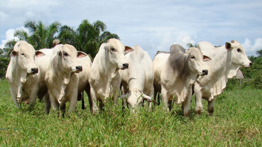 China dispara las ventas de carne bovina boliviana