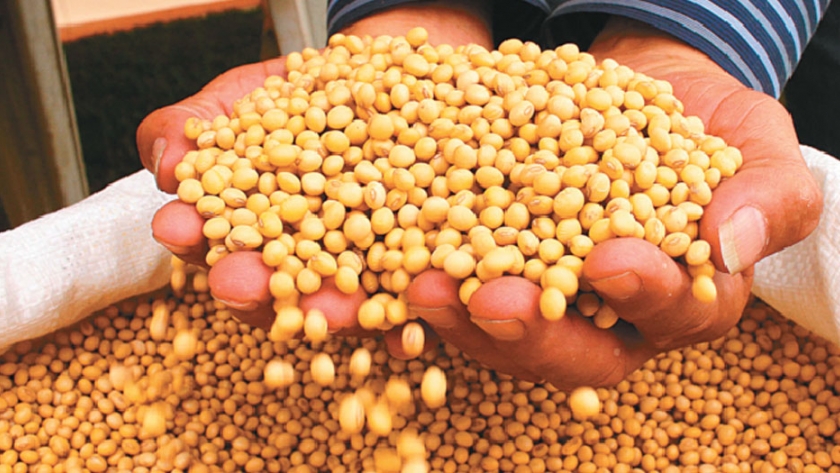 Agrónomos piden agilizar la adecuación normativa para uso de semillas transgénicas