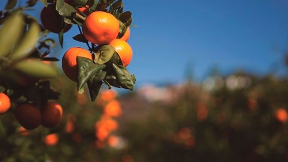 La mandarina Nadorcott y su papel en la reinvención de los cítricos