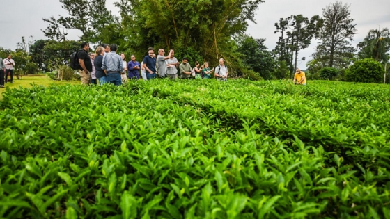 El té misionero recibe impulso internacional con la mentoría al- invest verde